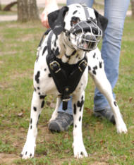 Wire Basket dog muzzle for Dalmatian Wire Basket dog muzzle for Dalmatian