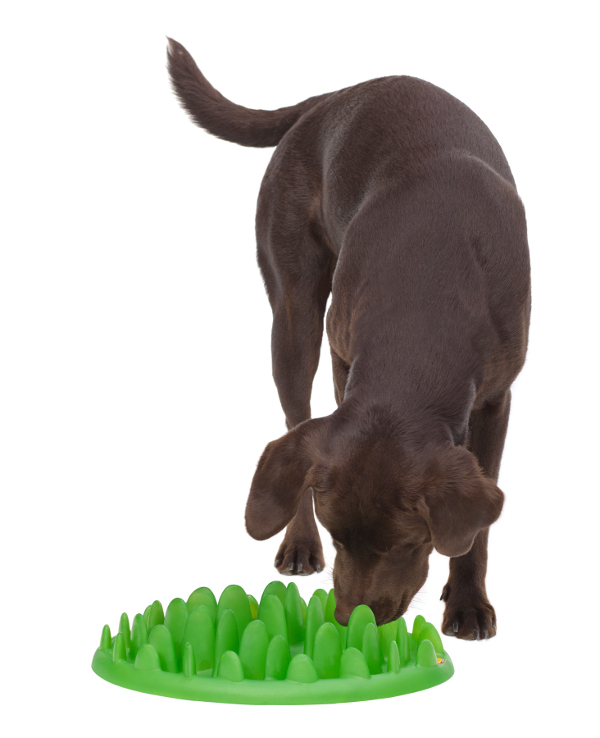 Dalmatian Grassy Dish design dpet feeder