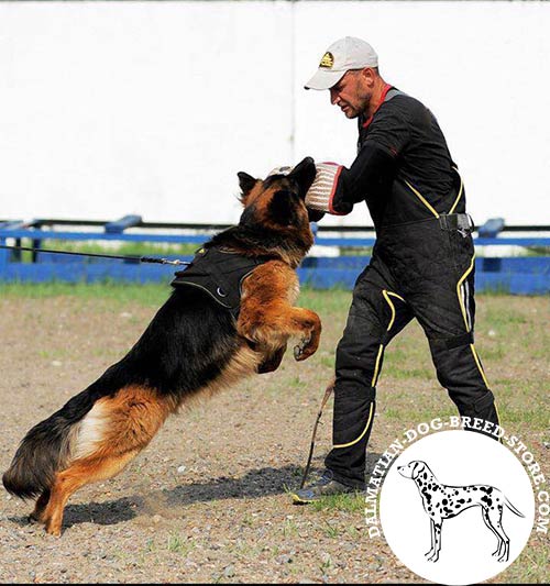 Nylon dog harness for efficient training