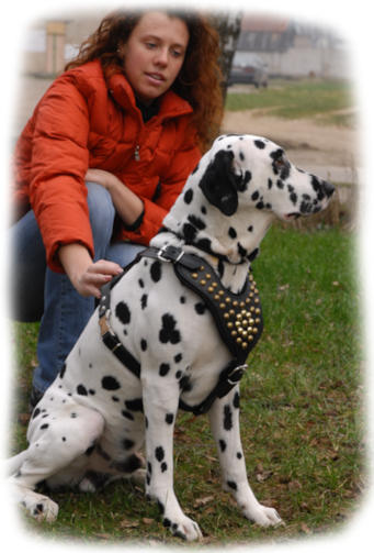 supplies,dog harnesses,dog