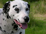 chain dog collars, prong dog collars, training dog collars, curogan fur saver dog collars, herm  sprenger dog collars for dalmatian