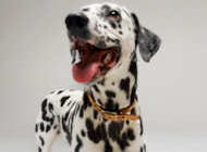 Dalmatian dog collars, leather dog gollar and nylon dog collars for Dalmatian