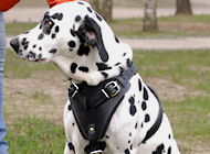 Leather dog harness,wire basket dog muzzle,leather training dog collars