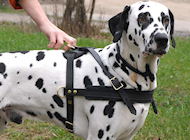 Dalmatian dog harness, nylon harnesses, leather harnesses for Dalmatian