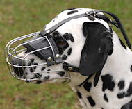 Dalmatian dog muzzles, leather muzzles for Dalmatian
