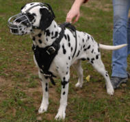 Leather Dog Harness- Dalmatian Leather Dog Harness- Dalmatian