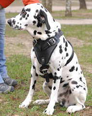 Agitation/Protection Leather Dog Harness- Dalmatian harness