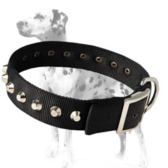 Dalmatian breed nylon collar for any weather