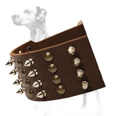 Half spiked half studded wide dog collar for dalmatian breed