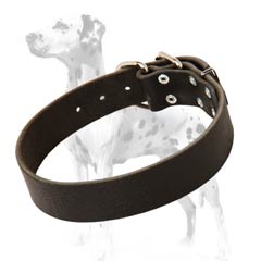 Dalmatian leather dog collar for everyday use