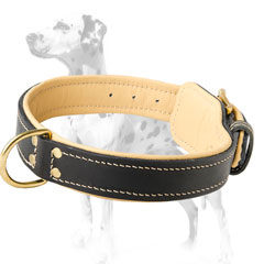 Nappa padded Dalmatian dog collar for walking and training