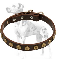 Dalmatian leather dog collar with cool brass dotted circles