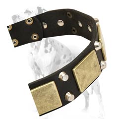 Dalmatian leather dog collar with riveted large plates and pyramids