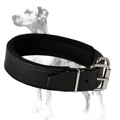 Dalmatian breed collar padded with felt