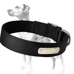 Dalmatian dog collar for all weather walking