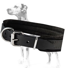 Dalmatian dog collar with soft felt padding