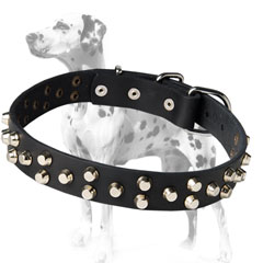 Durable Dalmatian dog collar
