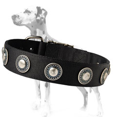 Cool-looking Dalmatian nylon dog colalr