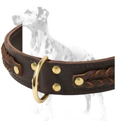 Dalmatian collar equipped with rust-resistant hardware that will always shine