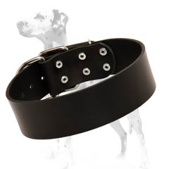 Dalmatian collar equipped with rust-resistant hardware that will always shine