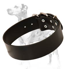 Dalmatian leather dog collar for everyday activities