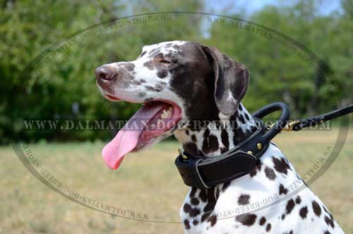 Dalmatian leather collar with handle