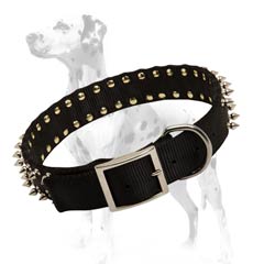 Dalmatian nylon dog collar with cool spikes