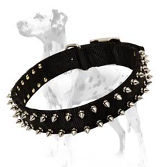 Dalmatian nylon dog collar for daily use