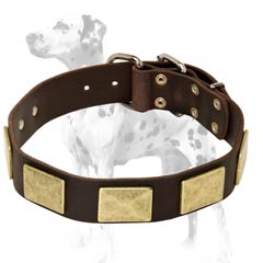 Dalmatian leather dog collar for daily activities