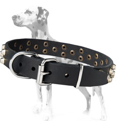 Great Dalmatian dog collar for evetyday walking