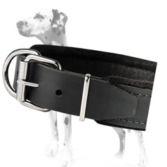 Super comfortable dog collar for Dalmatian