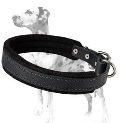 Comfortable training with leather Dalmatian dog collar