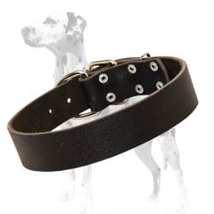 Dalmatian collar equipped with rust-resistant hardware