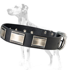 Leather dog collar with plates for Dalmatian breed