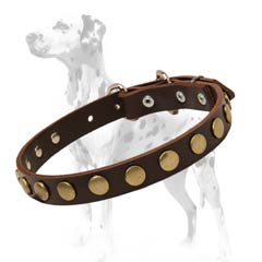 Dalmatian leather dog collar with cool brass circles