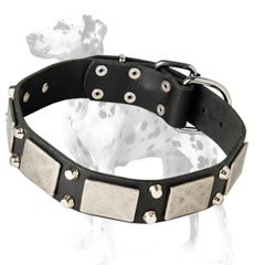 Handcrafted decorated leather dog collar dor Dalmatian breed with nickel fittings