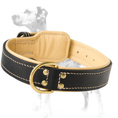 Leather dog collar with brass hardware for Dalmatians