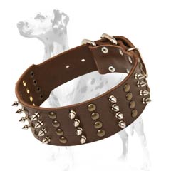 Attractive walking with Dalmatian leather dog collar