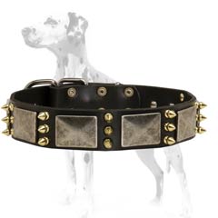 Dalmatian leather dog collar fantastically looking