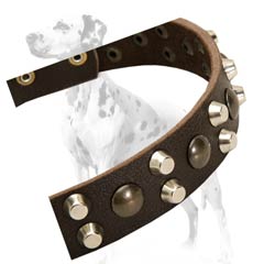Dalmatian leather dog collar for multiple activities