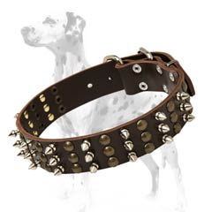 Dalmatian leather dog collar with cool looking decorations