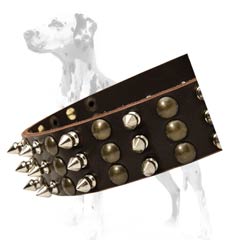 Dalmatian leather dog collar high quality