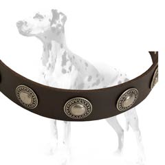 Dalmatian collar equipped with rust-resistant conchos that will always sparkle