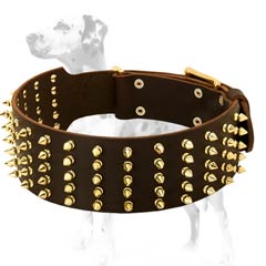 Dalmatian leather dog collar for daily activities in style and comfort