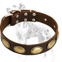 Dalmatian leather dog collar with neatly looking oval plates