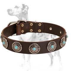 Dalmatian leather dog collar for daily activities