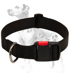 Dalmatian dog nylon collar