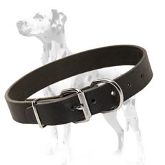 Dalmatian leather collar for daily use