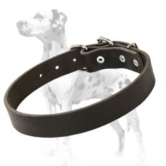 Dalmatian collar with rust-resistant D-ring and sturdy buckle
