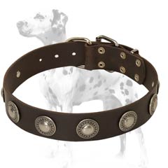 Dalmatian leather dog collar for daily activities with riveted conchos